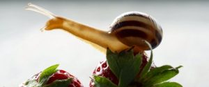 A snail, sitting on a strawberry, stretches out its feelers blindly, trying to know which way to go : faith