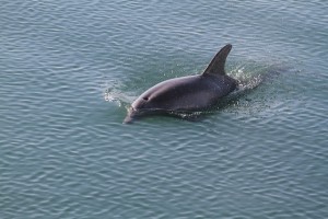 A dolphin swimming