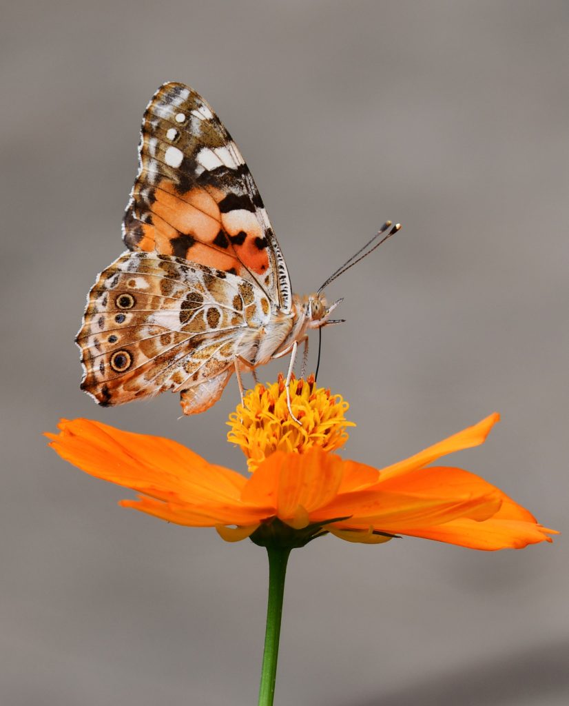A soft brown and orange colored butterfly alights on a brilliant orange flower, petals up, in supplication.