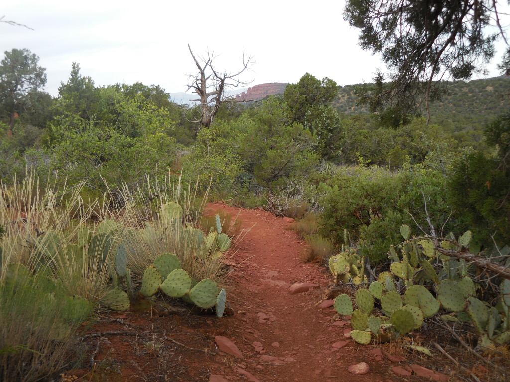 A desert path bordered by cactuses, but leading away