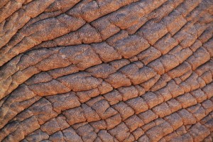 elephant skin close up