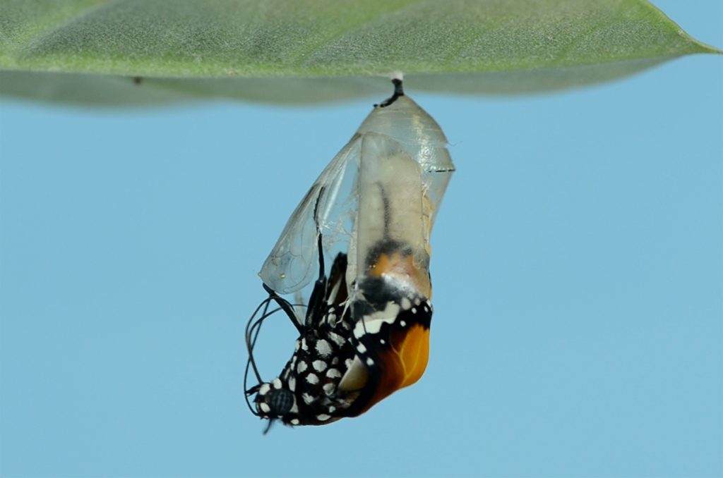 A monarch butterfly emerging from its chrysalis