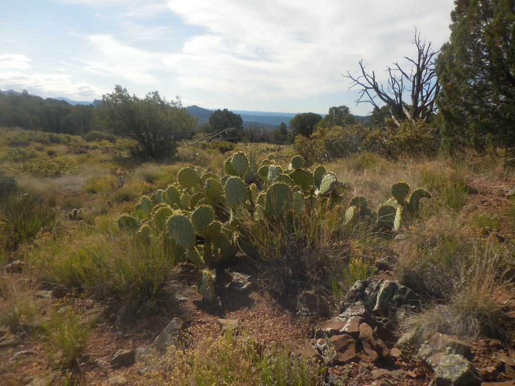 Arizona desert with small cacti