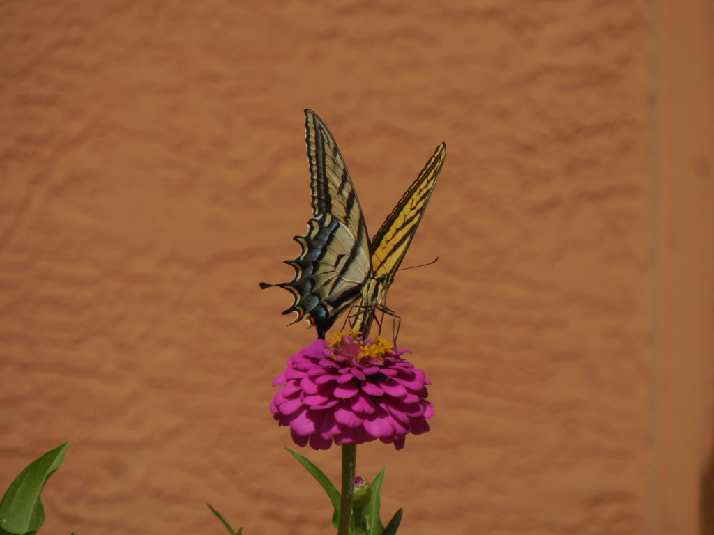 Choosing: monarch butterfly on pink zinnia