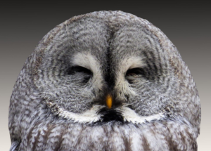 Face of an owl, eyes closed as if in amusement