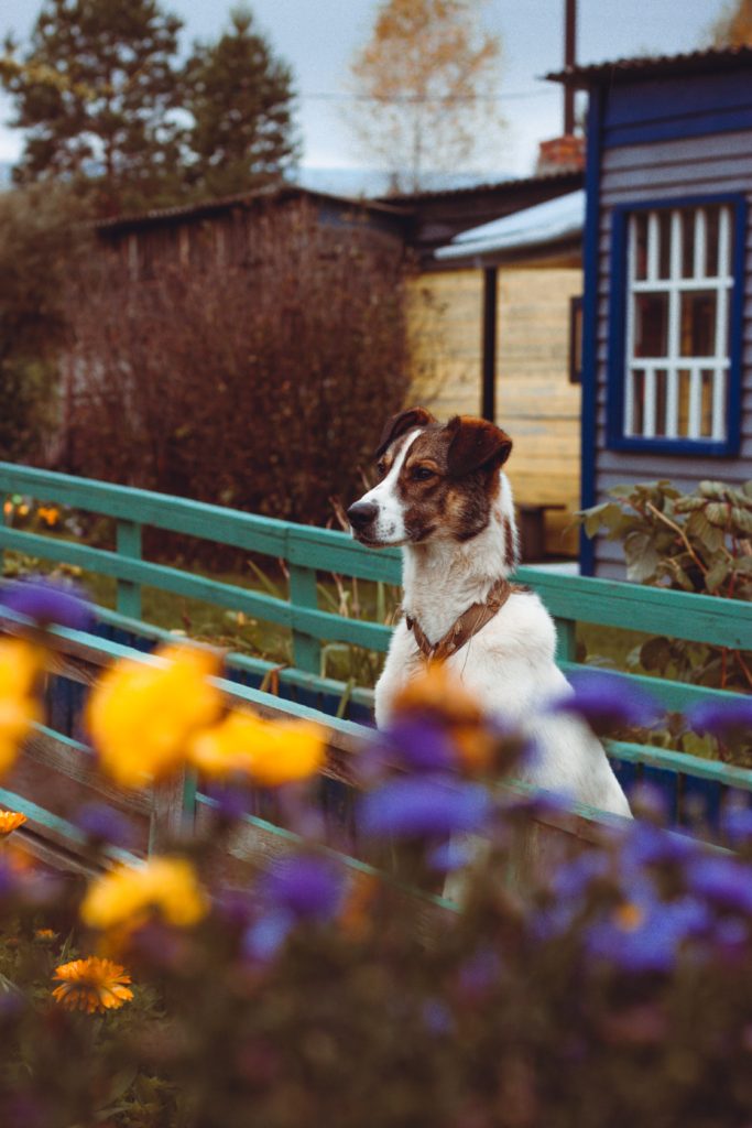 A very alert terrier in the attitude of a watchdog, with his front paws on a fence, staring fixedly at a point in the distance.