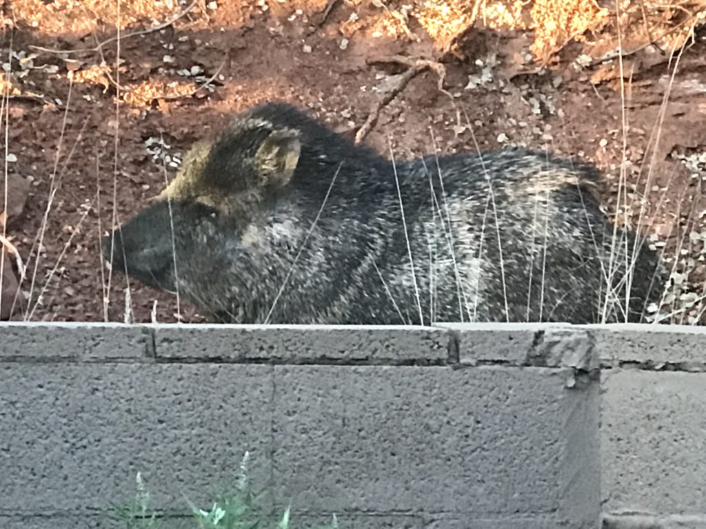 A javelina, a press army that resembles a wild hog, on the search for forage.