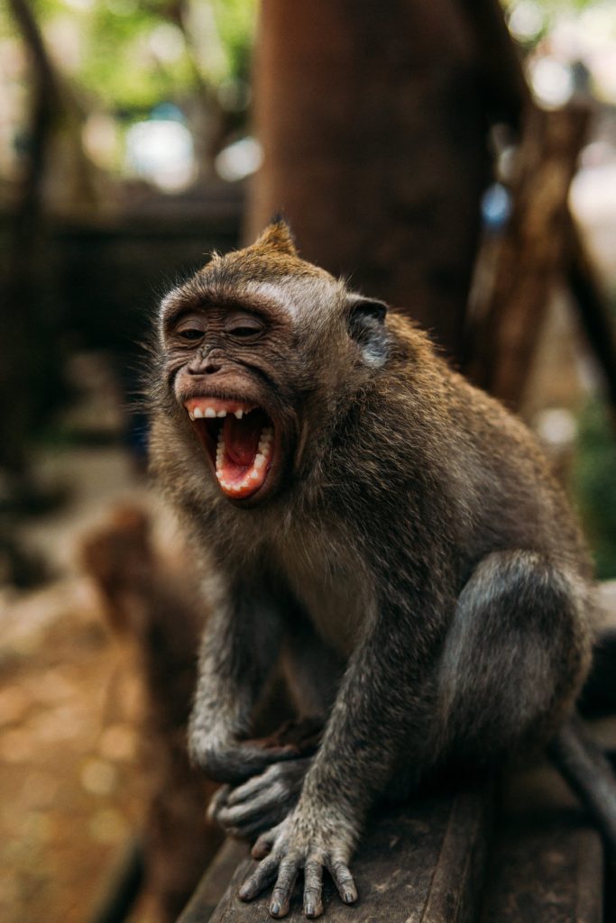 A laughing monkey