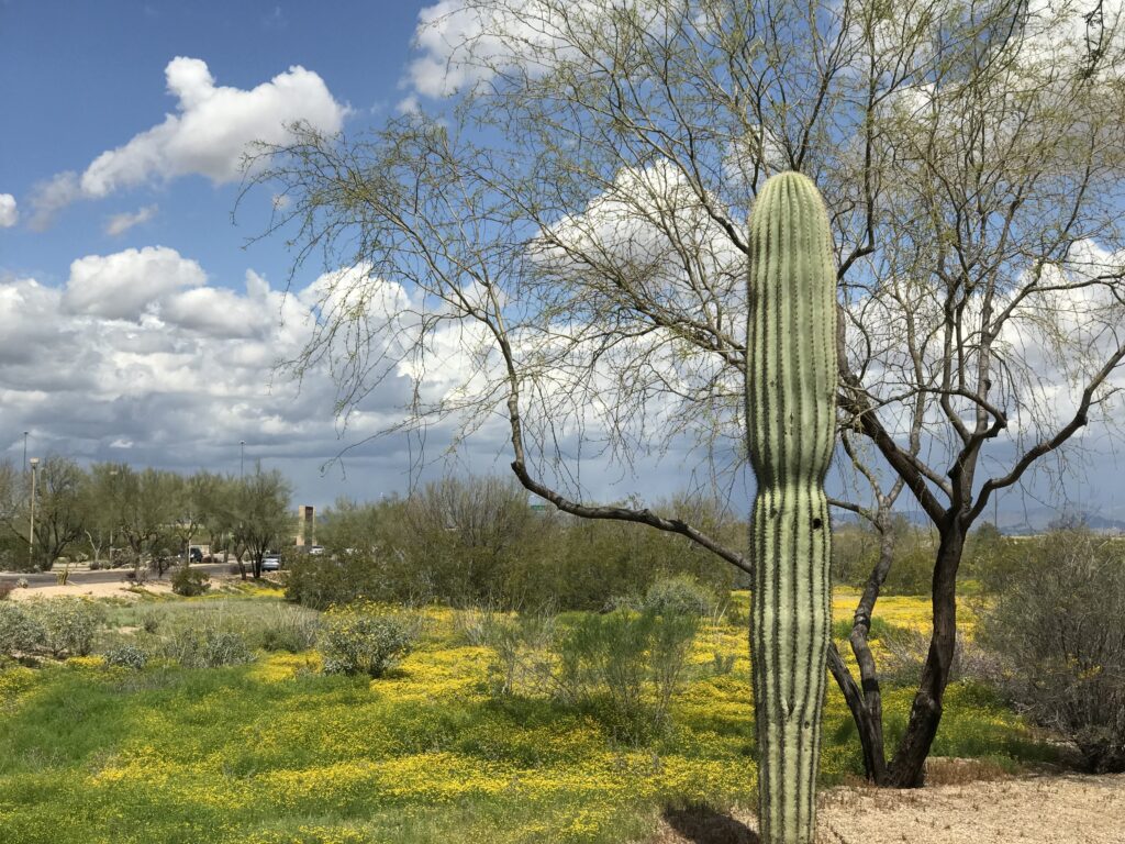 A desert scene with a long single trunked saguaro in the foreground against scudding clouds in a blue sky.