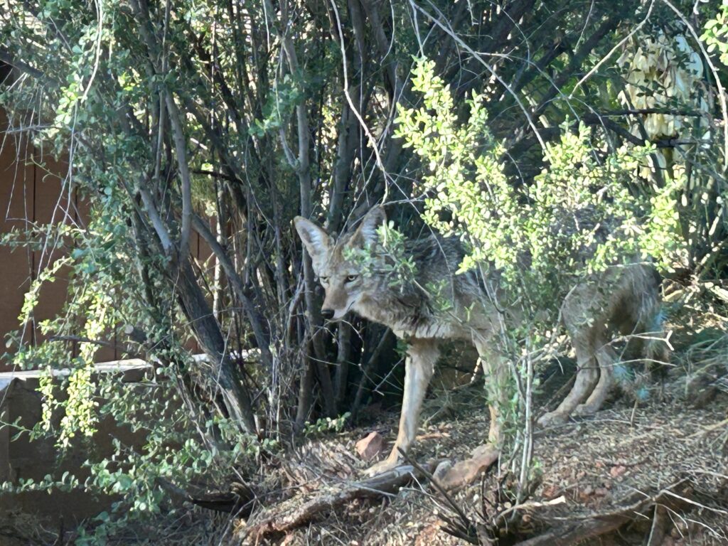 A coyote in watchful pose, hunting food
