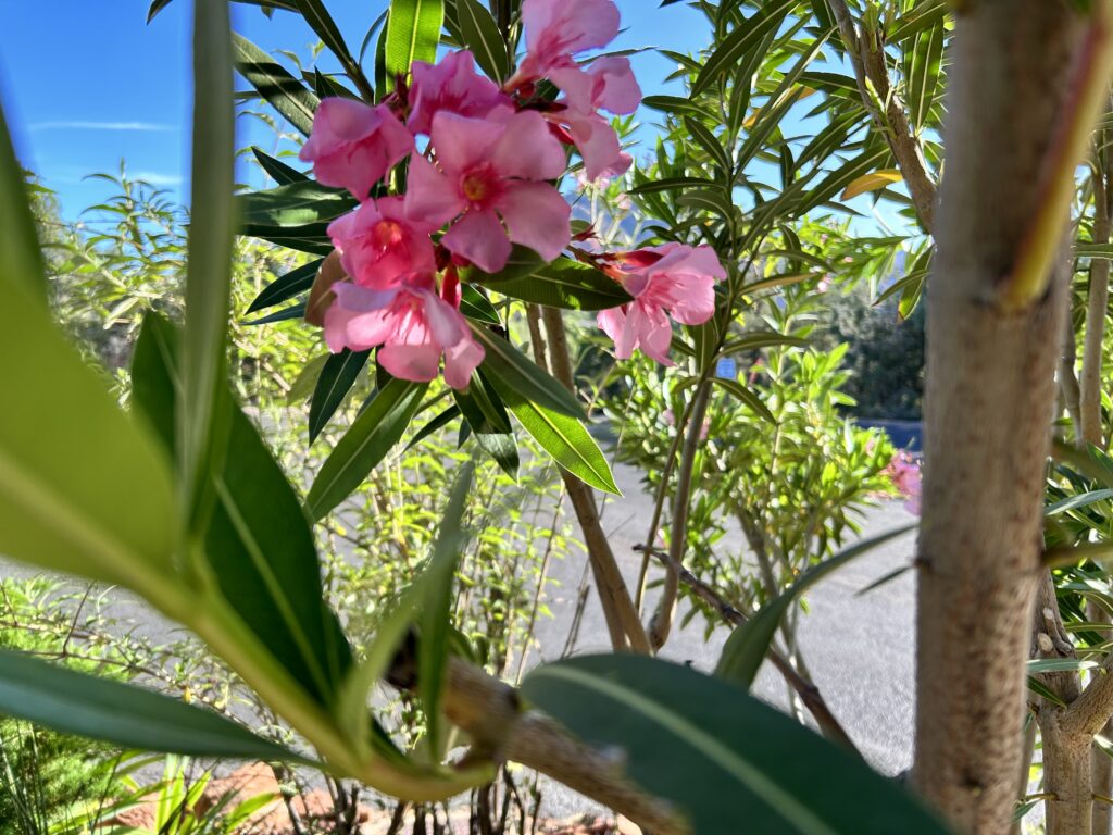 Flowering pink oleander against leaves and a turquoise sky; Sedona AZ