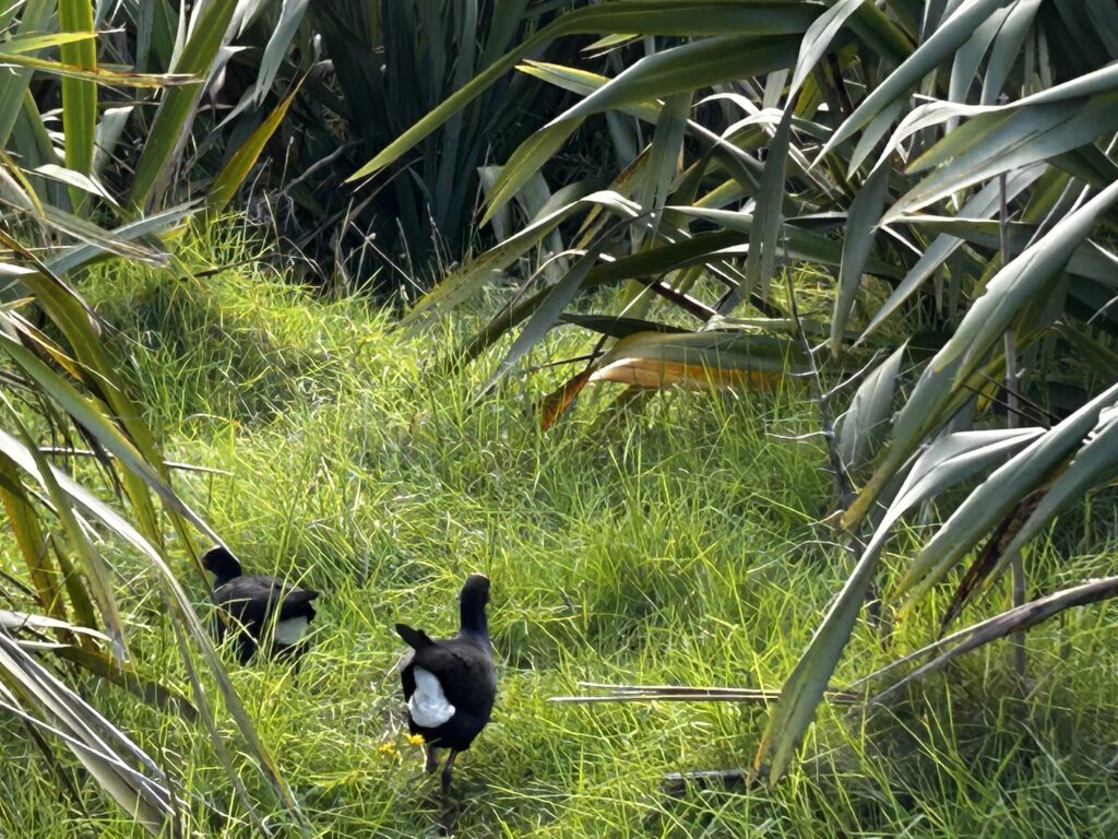 A bird (New Zealand pukeko) walking into grass and bush, as though on a mission to find its home